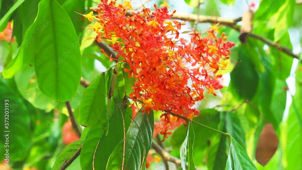Asoka or Saraca or Sorrowless tree bouquet red flowers moving and blur garden. These flowers are eaten as a phlegm nourishing element. The bark and roots are cooked as blood tonics.