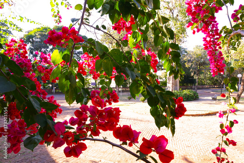 Small Town, city, country, nature, tropical, old buildings, flowers, churches, 