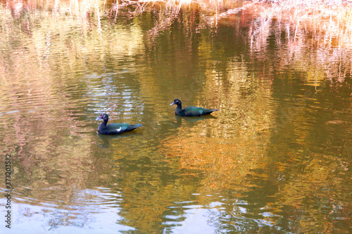 Small Town, city, country, nature, tropical, old buildings, flowers, churches, 