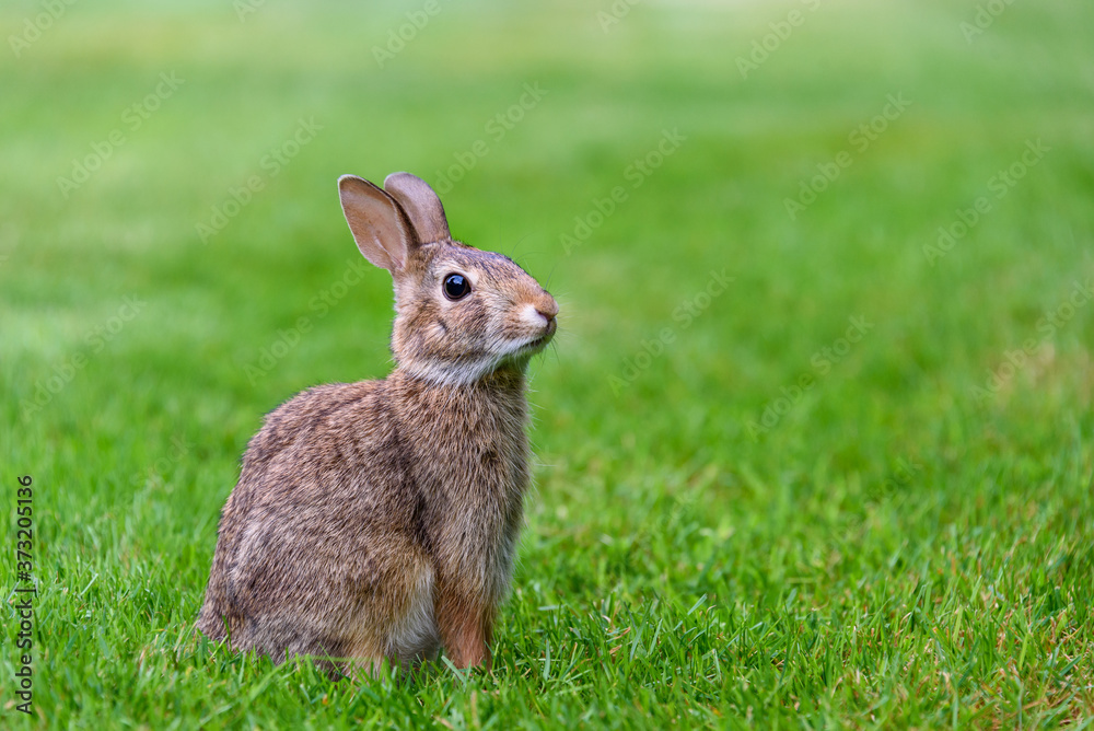 Native rabbit on a green lawn in a classic Easter Bunny pose
Native rabbit on a green lawn in a classic Easter Bunny pose