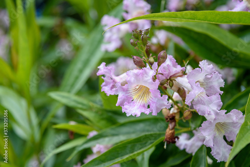 Closeup of delicate pastel colored flowers blooming on a Chitalpa Tashkentensis 'Pink Dawn' tree
 photo