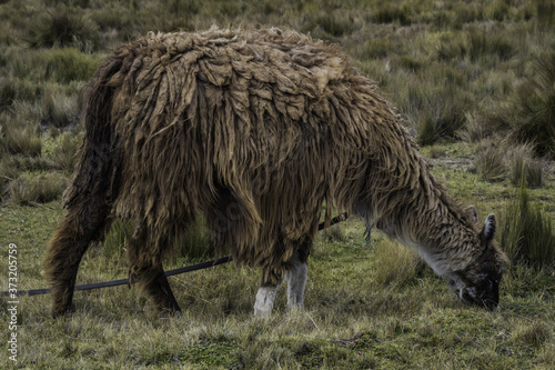 Closeup shot of a llama eating on the slopes of the Chimborazo volcano, Ecuador