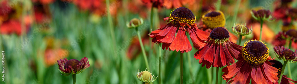 Closeup of cheerful red flowers of Sneezeweed blooming in a garden as a nature background
 - obrazy, fototapety, plakaty 