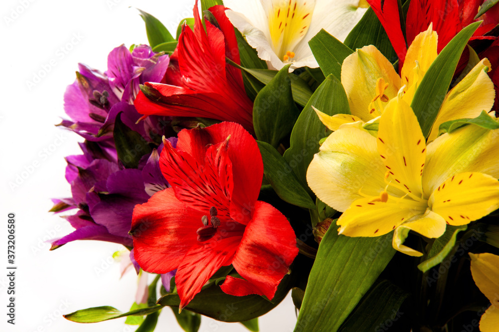 Alstroemeria, commonly called the Peruvian lily or lily of the Incas. Close up of colorful bouquet photographed in studio Alstroemeria, commonly called the Peruvian lily or lily of the Incas. Close up of colorful bouquet photographed in studio