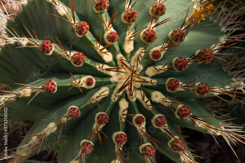 Enchanting natural texture and pattern. Closeup view of a Ferocactus hamatacanthus, also known as Turks head cactus. Its beautiful shape, green color, red thorns and flower buds.  photo