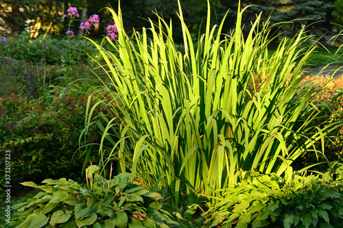 Close-up of a bush of a garden herbaceous green plant with long narrow leaves known as ornamental sedge.