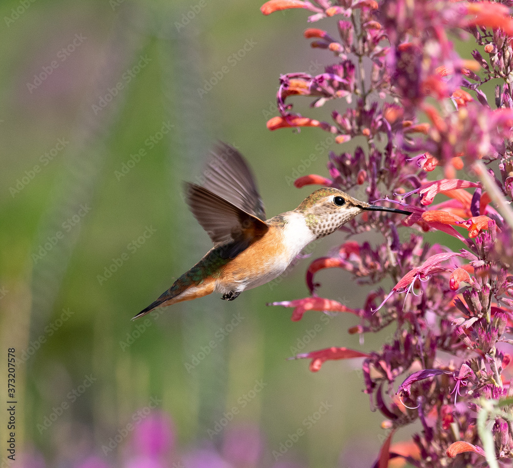 hummingbird feeding on flower Stock Photo Biology Diagrams