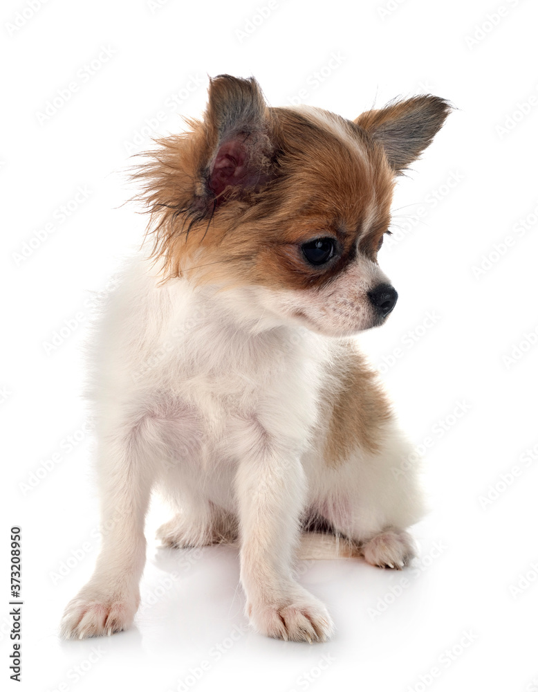 chihuahua in studio chihuahua in studio