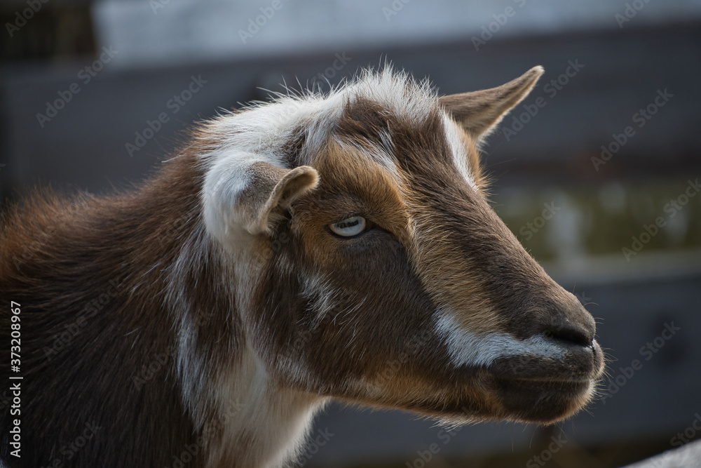 Fototapeta premium 2020-08-22 A BROWN WHITE AND TAN GOAT WITH A DISTINCT EYE