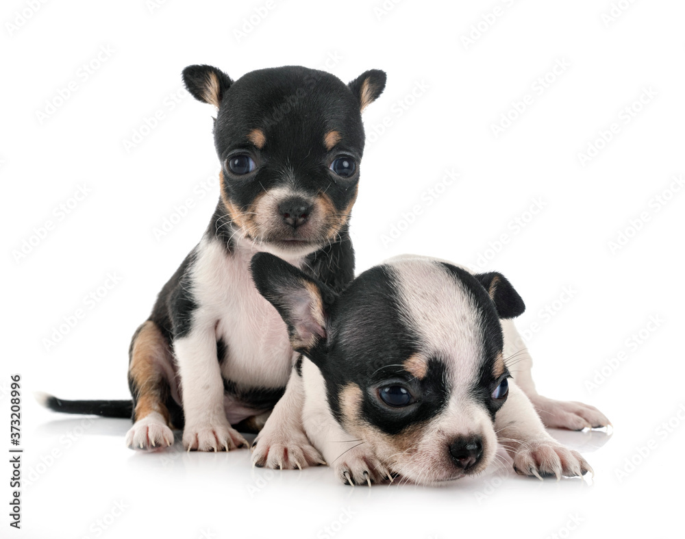 chihuahuas in studio chihuahuas in studio