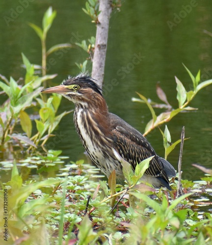 A young green heron (Butorides virescens) on the edge of Watsonville Slough
