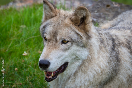 2020-08-21 UP CLOSE PORTRAIT OF A MATURE GRAY WOLF