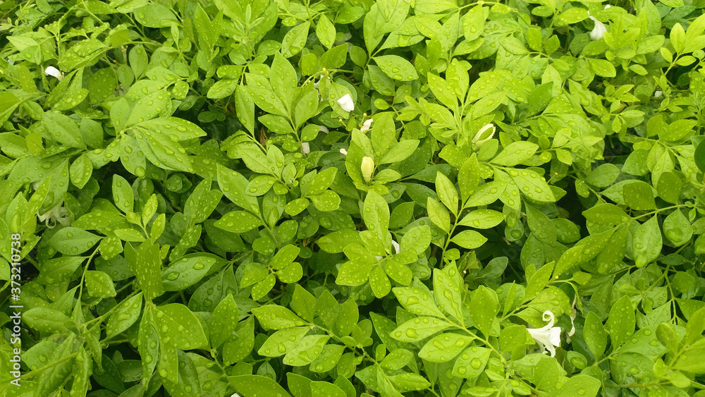 Obraz premium green leave background