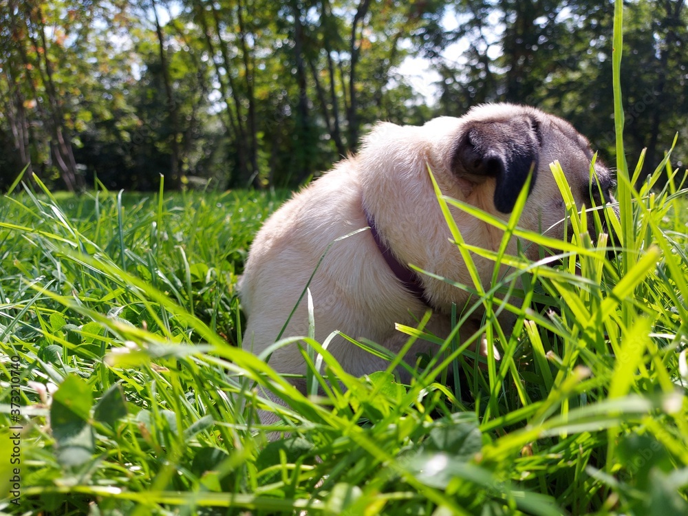 dog, puppy, animal, pet, grass, canine, pug, cute, bulldog, nature, green, pets, adorable, animals, dogs, portrait, mammal, outdoors, friend, breed, boxer, happy, pup, play