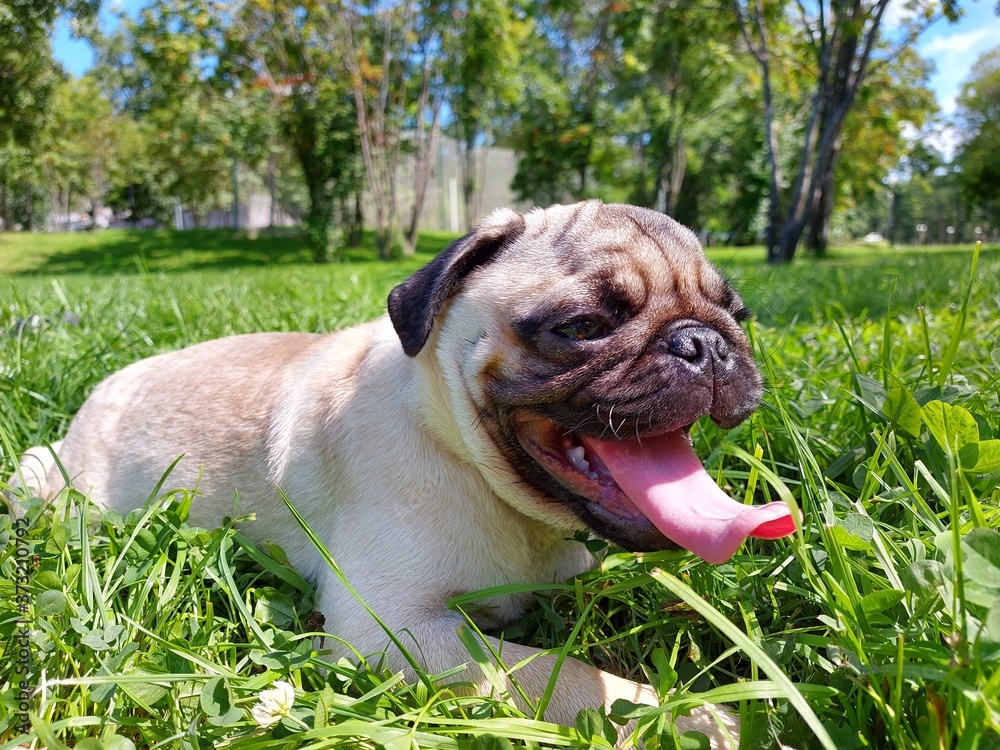 dog, puppy, animal, pet, grass, canine, pug, cute, bulldog, nature, green, pets, adorable, animals, dogs, portrait, mammal, outdoors, friend, breed, boxer, happy, pup, play