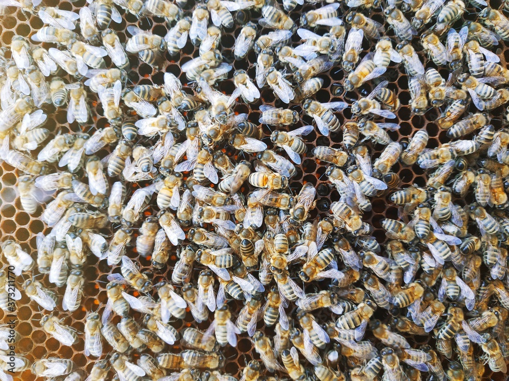 congestion of bees on a frame with honeycomb congestion of bees on a frame with honeycomb