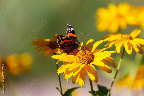 Butterfly on yellow flower in garden © rninov