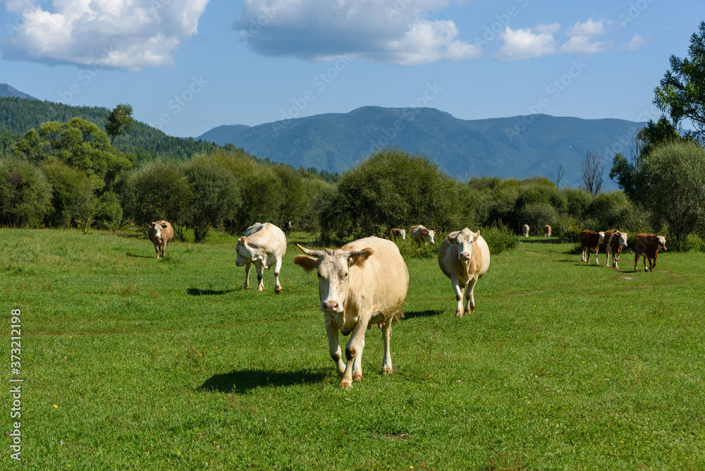 Fototapeta premium Cows grazing on a green summer meadow