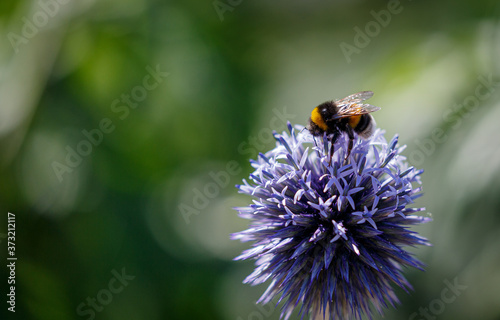 Bee on blue flower in garden © rninov