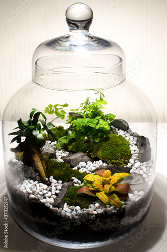 design intérieur végétal terrarium plante arbre  photo