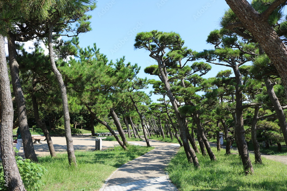 神奈川県三浦半島の南端にある城ヶ島公園内にある松林と遊歩道 神奈川県三浦半島の南端にある城ヶ島公園内にある松林と遊歩道