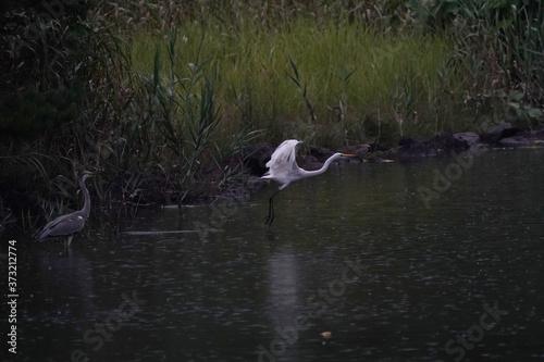 egret and gray heron