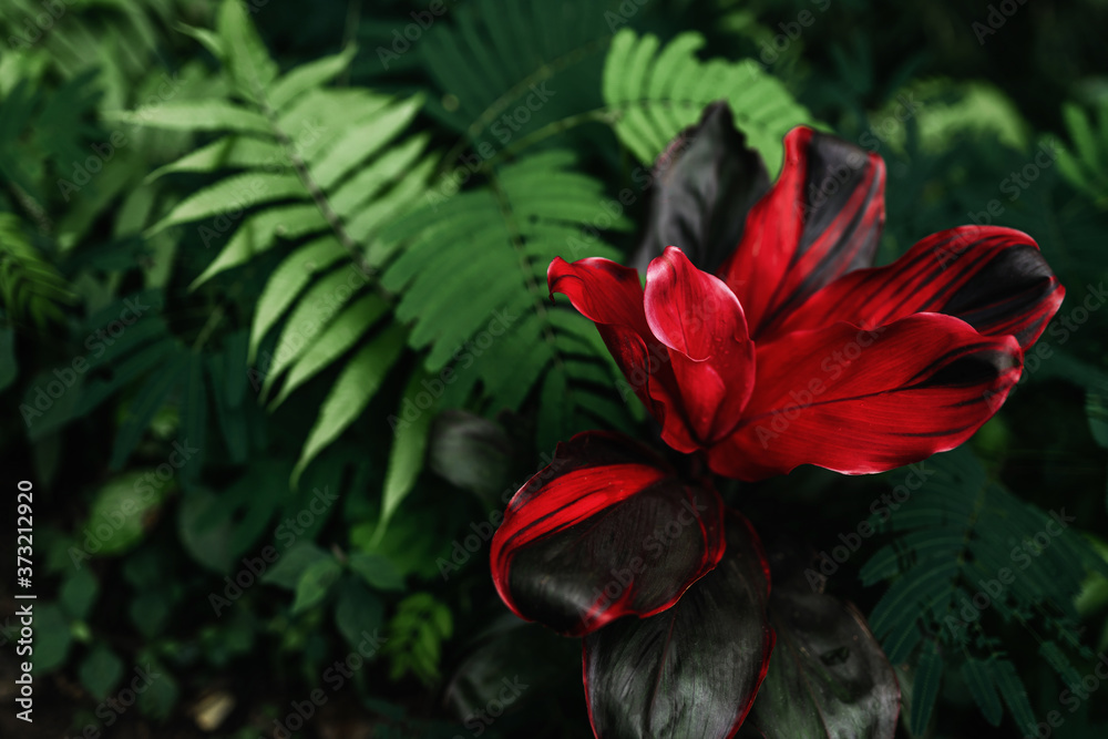 colorful flower on dark tropical foliage nature background