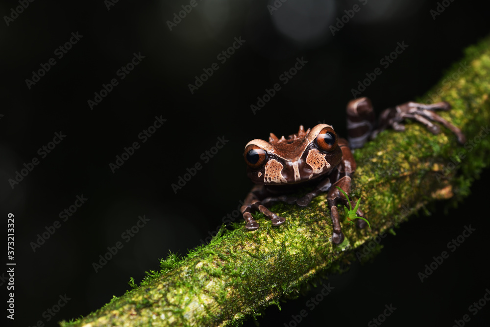 Fototapeta premium Crowned Tree Frog on branch black background