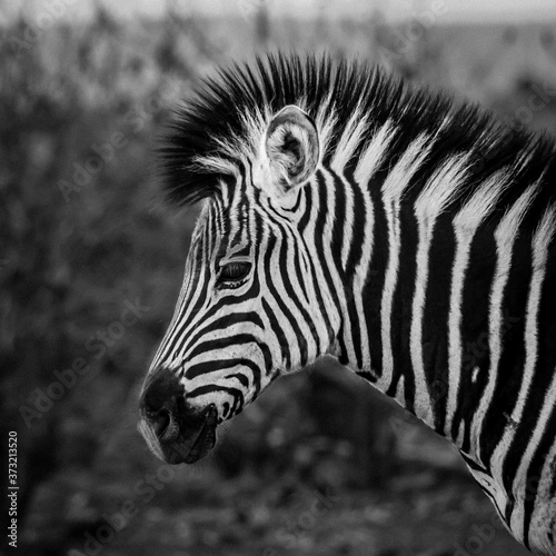 black and white zebra foal head