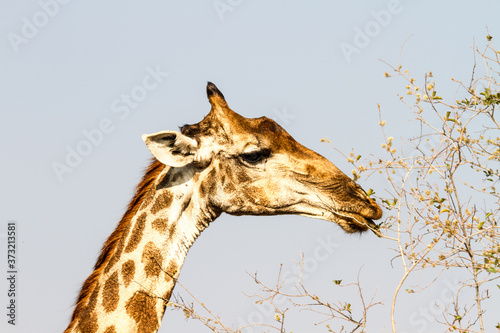 Photography giraffe head
