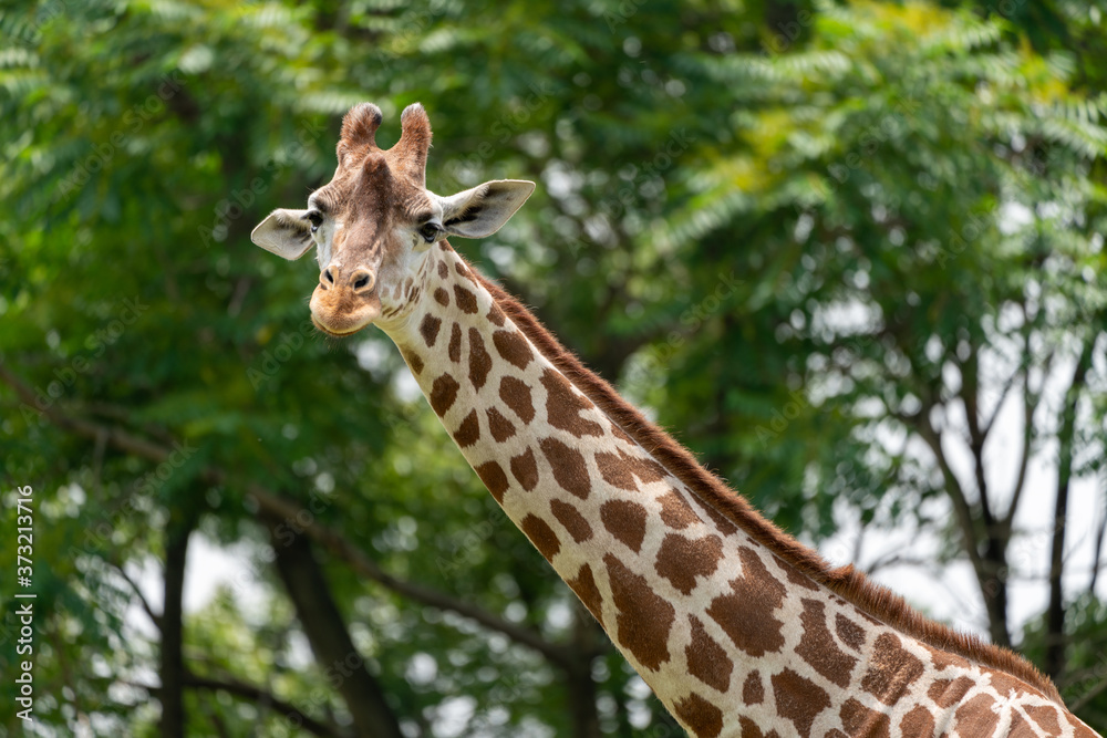 Fototapeta premium Giraffe at the Osaka Zoo in Japan
