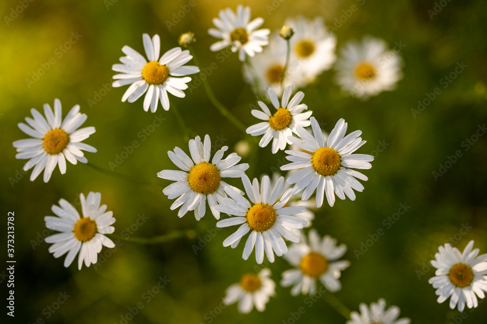 Fototapeta premium White wildflowers on a green background