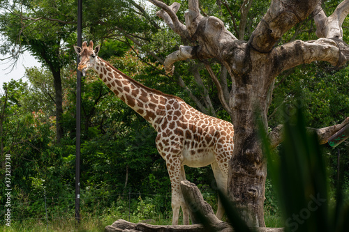 Giraffe at the Osaka Zoo in Japan