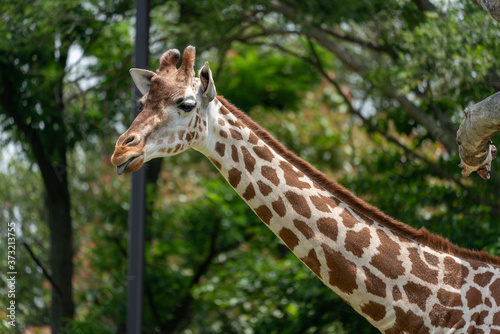 Giraffe at the Osaka Zoo in Japan