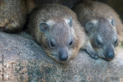 Cape Hyrax at the Osaka Zoo in Japan