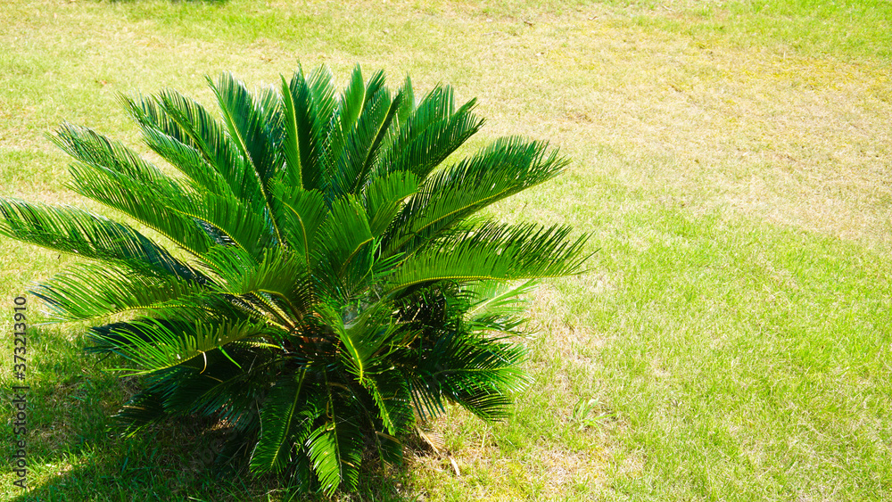 シダ植物 シダ植物