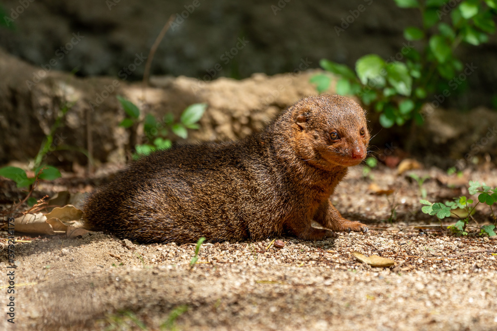 Common dwarf mongoose (Helogale parvula) at the Osaka Zoo in Japan Common dwarf mongoose (Helogale parvula) at the Osaka Zoo in Japan