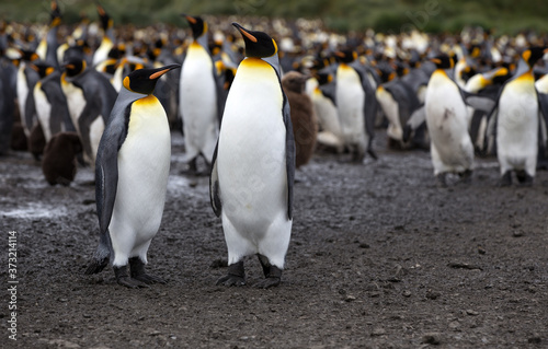 King Penguin, (Aptenodytes patagonicus) South Georgia Island, Antarctica. 