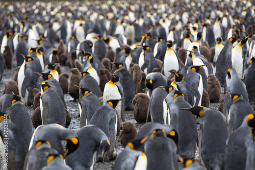 A King Penguin (Aptenodytes patagonicus) colony on a pebble beach on the island of South Georgia. The young chicks are brown.	
