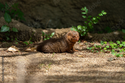 Common dwarf mongoose (Helogale parvula) at the Osaka Zoo in Japan © exs