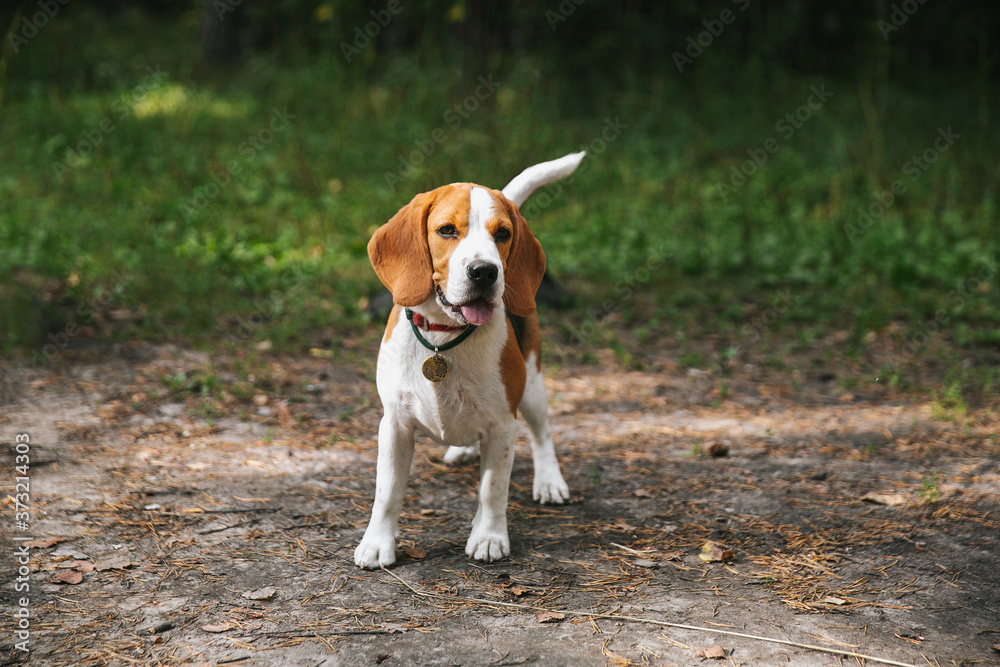 Beagle dog puppy walks cheerful and happy through the forest on a summer evening Beagle dog puppy walks cheerful and happy through the forest on a summer evening