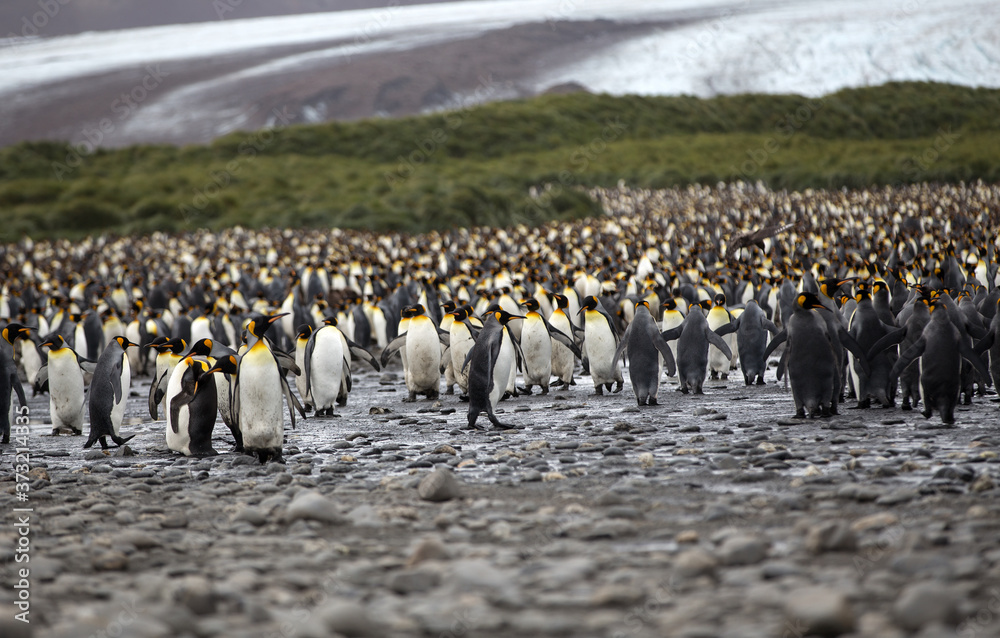 Obraz premium A King Penguin (Aptenodytes patagonicus) colony on a pebble beach on the island of South Georgia. 