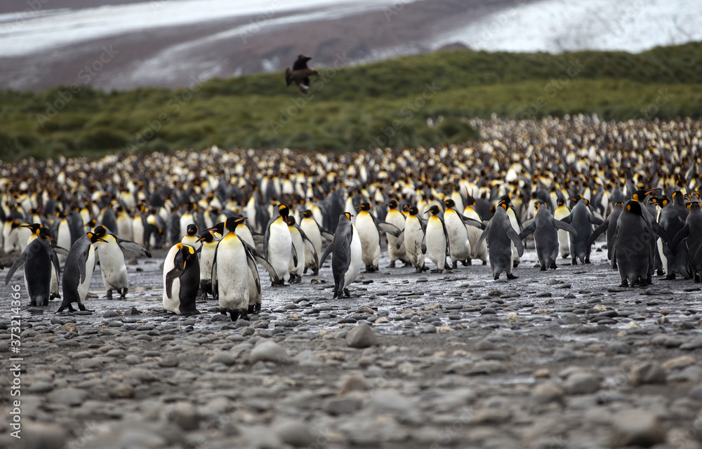 Obraz premium A King Penguin (Aptenodytes patagonicus) colony on a pebble beach on the island of South Georgia. 