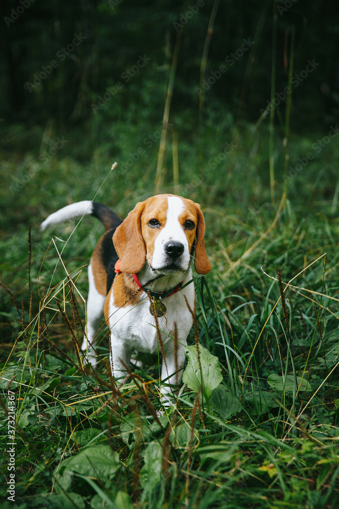 Beagle dog puppy walks cheerful and happy through the forest on a summer evening