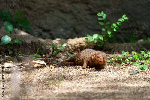 Common dwarf mongoose (Helogale parvula) at the Osaka Zoo in Japan