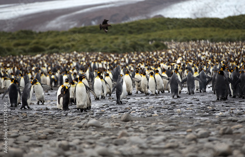 A King Penguin (Aptenodytes patagonicus) colony on a pebble beach on the island of South Georgia.	
