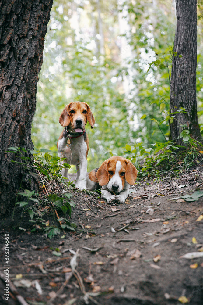 Two puppy dog beagle walks cheerful and happy through the forest on a summer evening