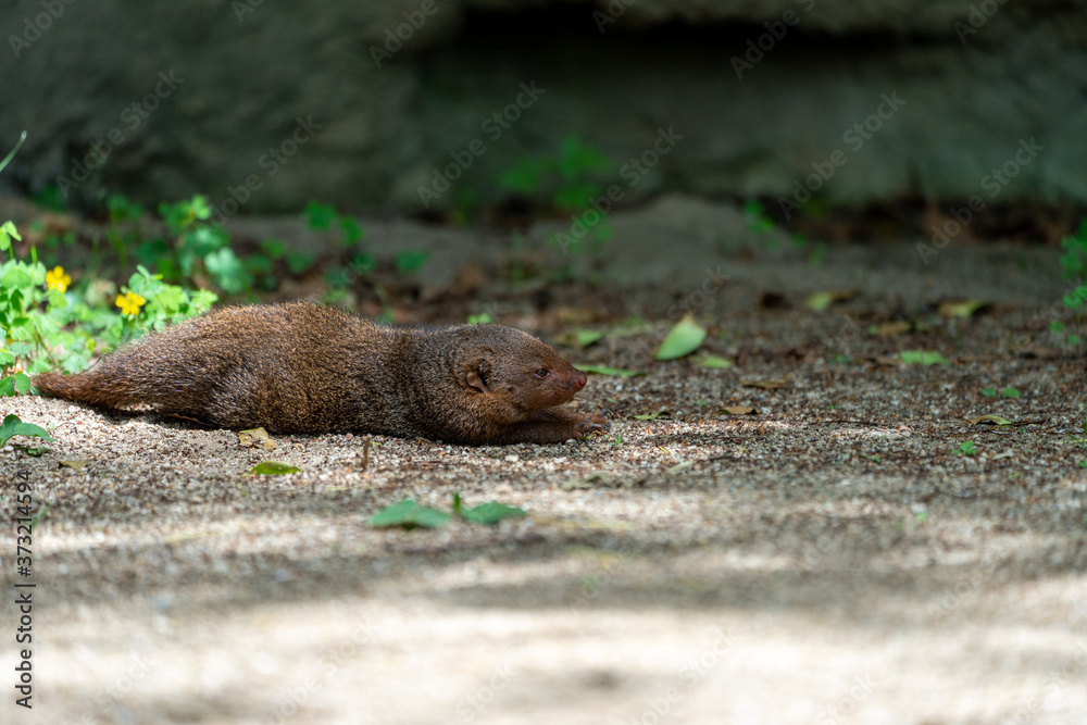 Common dwarf mongoose (Helogale parvula) at the Osaka Zoo in Japan Common dwarf mongoose (Helogale parvula) at the Osaka Zoo in Japan