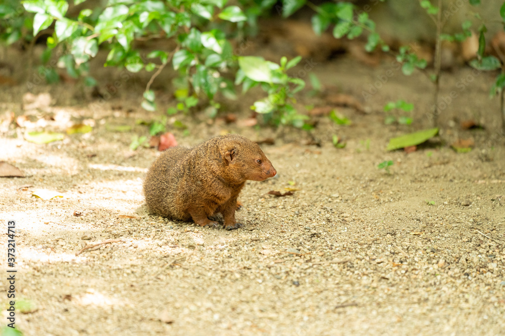 Common dwarf mongoose (Helogale parvula) at the Osaka Zoo in Japan ...