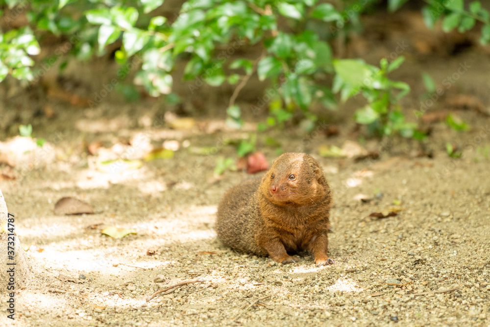 Common dwarf mongoose (Helogale parvula) at the Osaka Zoo in Japan Common dwarf mongoose (Helogale parvula) at the Osaka Zoo in Japan